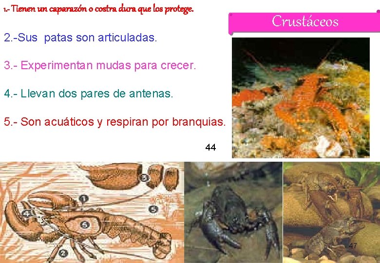 1. - Tienen un caparazón o costra dura que los protege. Crustáceos 2. -Sus 1. - Tienen un caparazón o costra dura que los protege. Crustáceos 2. -Sus