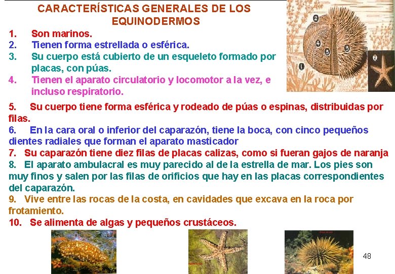 CARACTERÍSTICAS GENERALES DE LOS EQUINODERMOS 1. 2. 3. 4. Son marinos. Tienen forma estrellada CARACTERÍSTICAS GENERALES DE LOS EQUINODERMOS 1. 2. 3. 4. Son marinos. Tienen forma estrellada