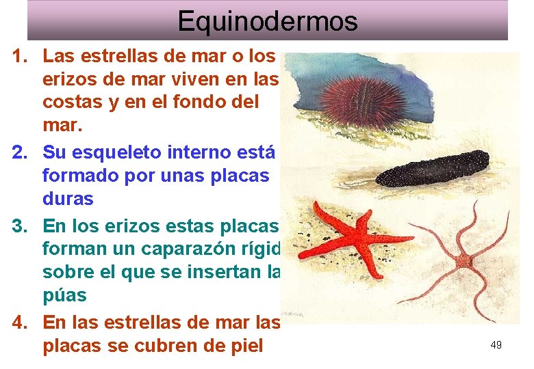 Equinodermos 1. Las estrellas de mar o los erizos de mar viven en las Equinodermos 1. Las estrellas de mar o los erizos de mar viven en las