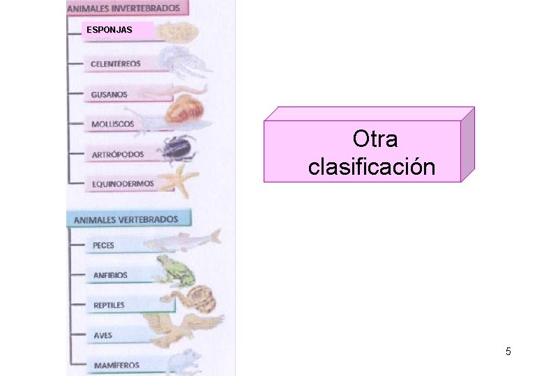 ESPONJAS Otra clasificación 5 ESPONJAS Otra clasificación 5