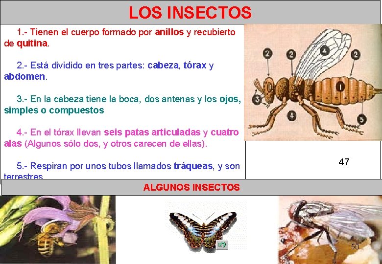LOS INSECTOS 1. - Tienen el cuerpo formado por anillos y recubierto de quitina. LOS INSECTOS 1. - Tienen el cuerpo formado por anillos y recubierto de quitina.