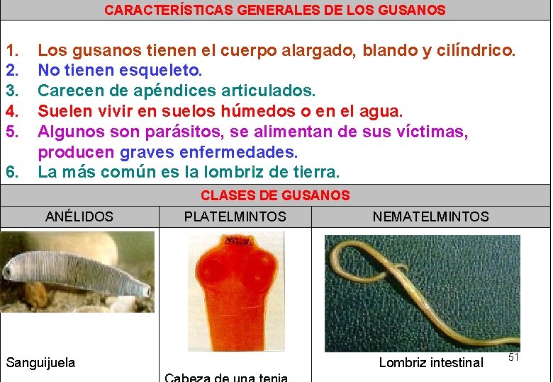 CARACTERÍSTICAS GENERALES DE LOS GUSANOS 1. 2. 3. 4. 5. 6. Los gusanos tienen CARACTERÍSTICAS GENERALES DE LOS GUSANOS 1. 2. 3. 4. 5. 6. Los gusanos tienen