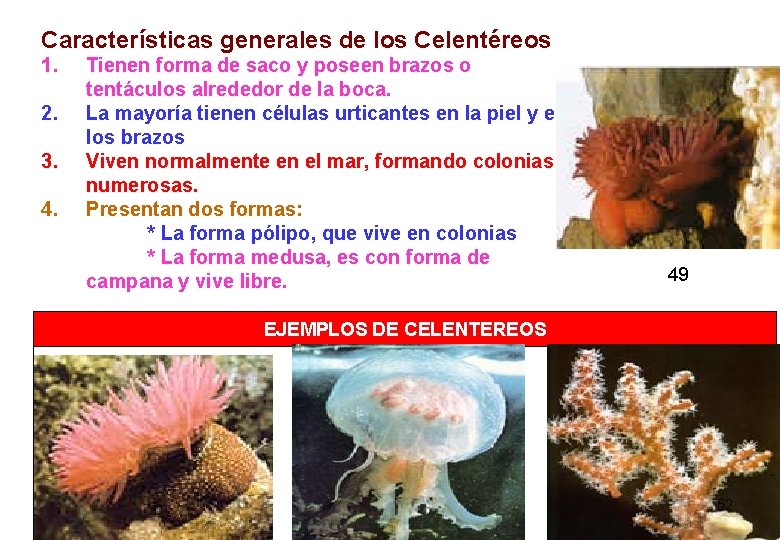 Características generales de los Celentéreos 1. 2. 3. 4. Tienen forma de saco y Características generales de los Celentéreos 1. 2. 3. 4. Tienen forma de saco y