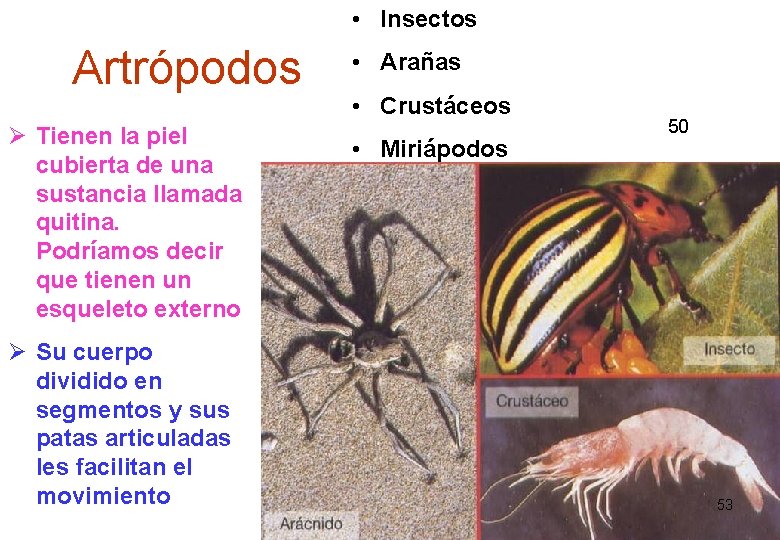 • Insectos Artrópodos Ø Tienen la piel cubierta de una sustancia llamada quitina. • Insectos Artrópodos Ø Tienen la piel cubierta de una sustancia llamada quitina.