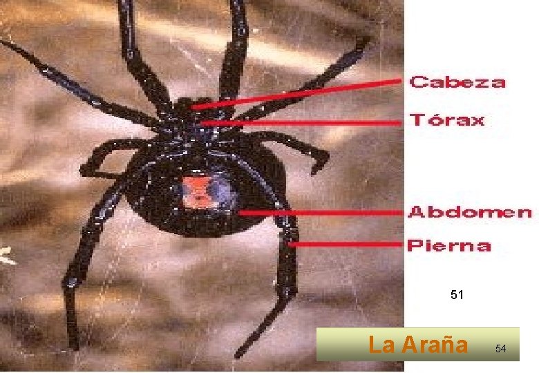 51 La Araña 54 51 La Araña 54