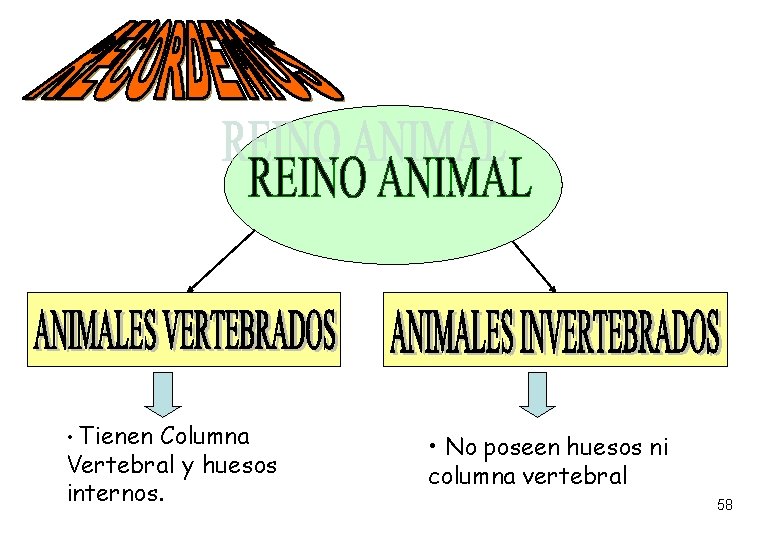 • Tienen Columna Vertebral y huesos internos. • No poseen huesos ni columna • Tienen Columna Vertebral y huesos internos. • No poseen huesos ni columna