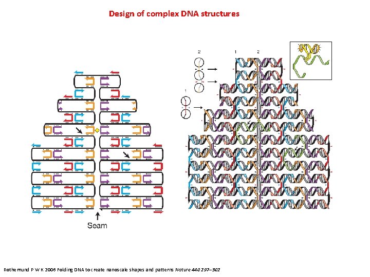 Design of complex DNA structures Rothemund P W K 2006 Folding DNA to create