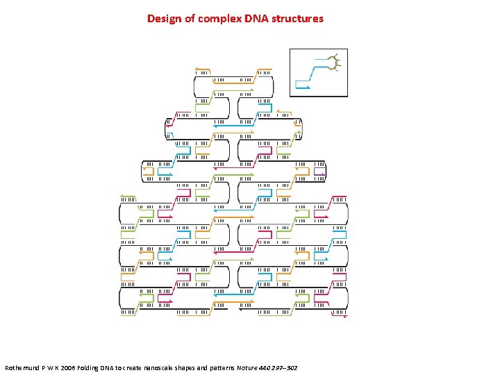 Design of complex DNA structures Rothemund P W K 2006 Folding DNA to create