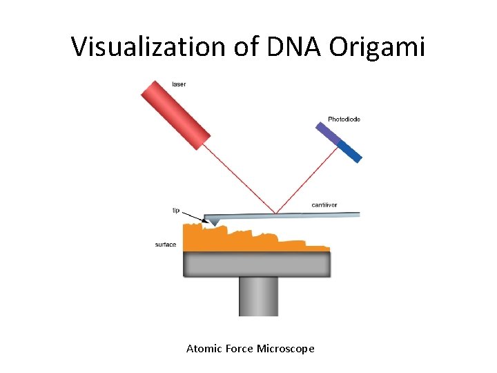 Visualization of DNA Origami Atomic Force Microscope 