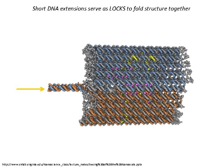 Short DNA extensions serve as LOCKS to fold structure together http: //www. virlab. virginia.