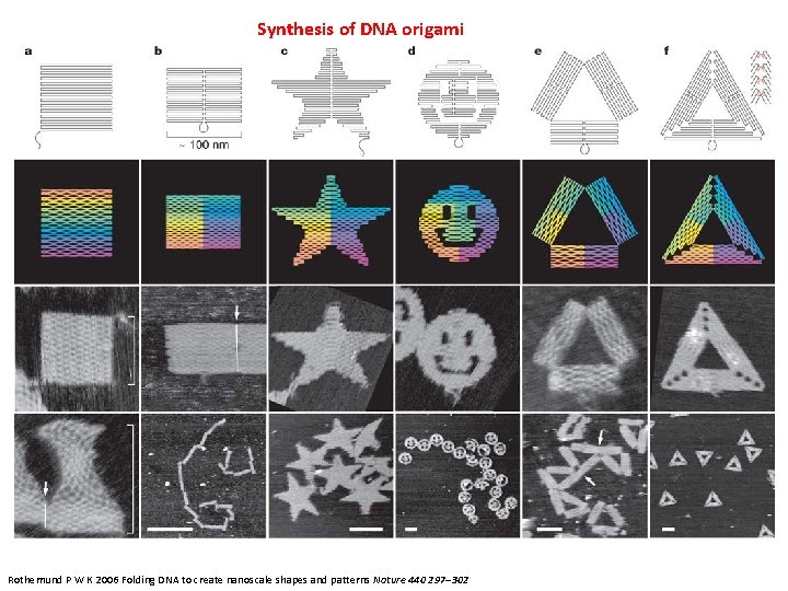Synthesis of DNA origami Rothemund P W K 2006 Folding DNA to create nanoscale