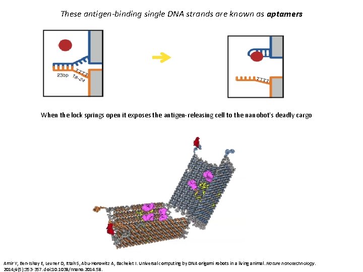 These antigen-binding single DNA strands are known as aptamers When the lock springs open