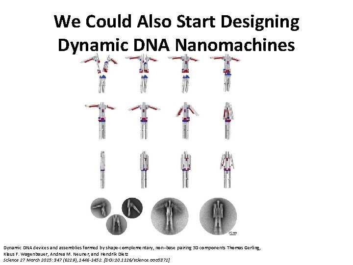 We Could Also Start Designing Dynamic DNA Nanomachines Dynamic DNA devices and assemblies formed