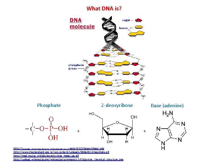What DNA is? Phosphate 2 -deoxyribose + http: //upload. wikimedia. org/wikipedia/commons/4/43/Deoxyribose. png http: //www.