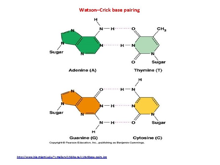Watson–Crick base pairing http: //www. bio. miami. edu/~cmallery/150/gene/c 16 x 6 base-pairs. jpg 