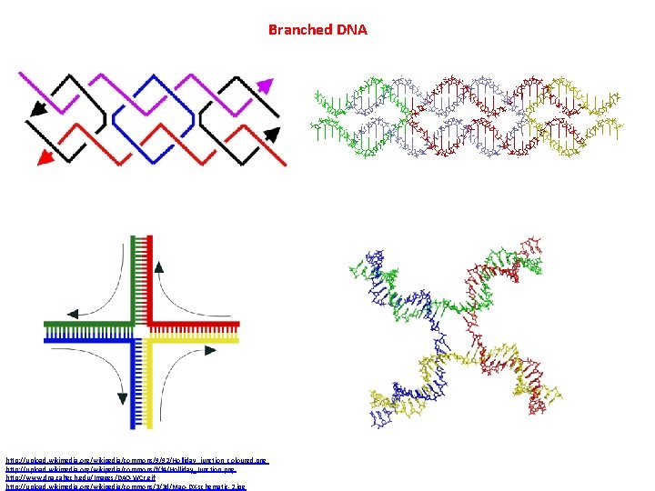 Branched DNA http: //upload. wikimedia. org/wikipedia/commons/9/92/Holliday_junction_coloured. png http: //upload. wikimedia. org/wikipedia/commons/f/f 4/Holliday_Junction. png http: