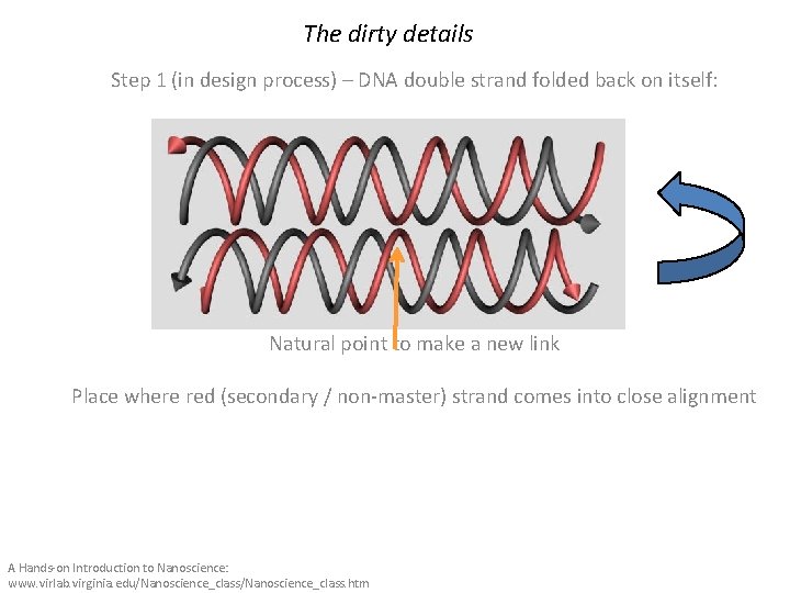 The dirty details Step 1 (in design process) – DNA double strand folded back