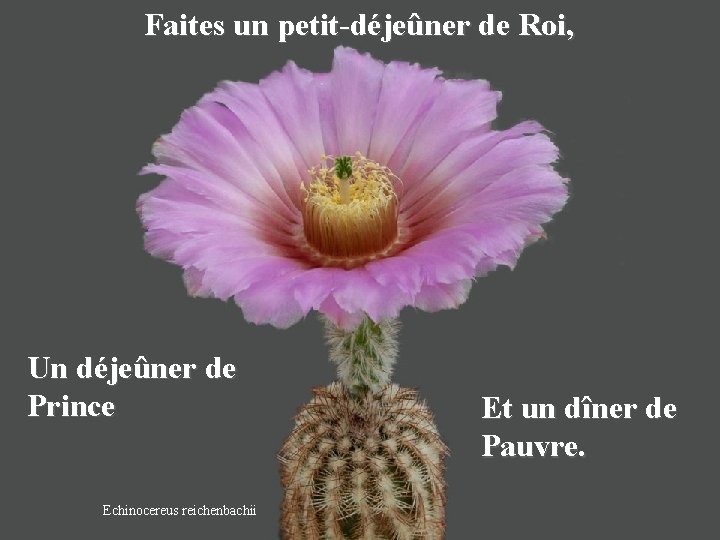 Faites un petit-déjeûner de Roi, Un déjeûner de Prince Echinocereus reichenbachii Et un dîner