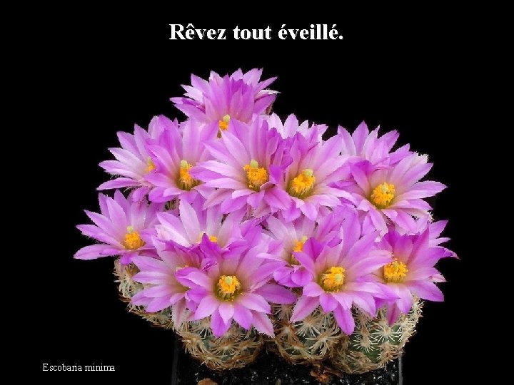 Rêvez tout éveillé. Escobaria minima 