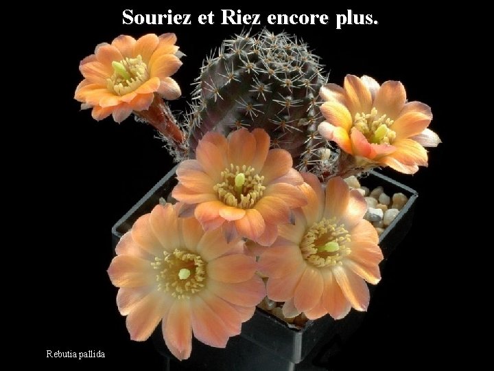 Souriez et Riez encore plus. Rebutia pallida 