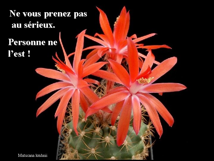 Ne vous prenez pas au sérieux. Personne ne l’est ! Matucana krahnii 
