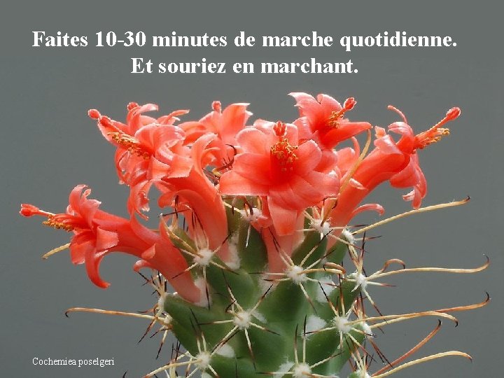 Faites 10 -30 minutes de marche quotidienne. Et souriez en marchant. Cochemiea poselgeri 