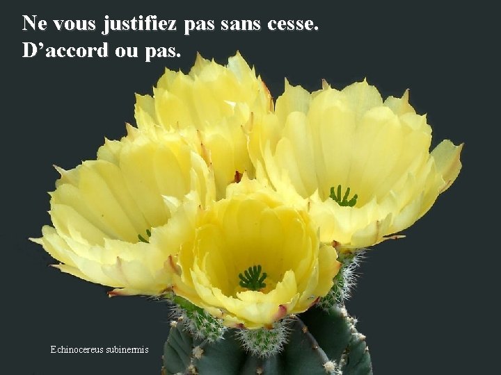 Ne vous justifiez pas sans cesse. D’accord ou pas. Echinocereus subinermis 