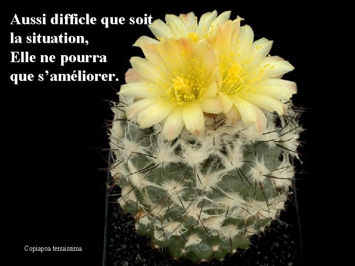 Aussi difficle que soit la situation, Elle ne pourra que s’améliorer. Copiapoa tenuissima 
