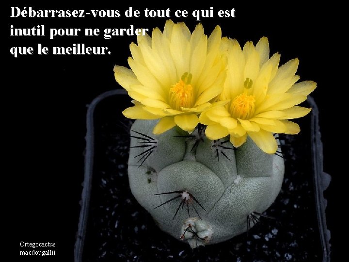 Débarrasez-vous de tout ce qui est inutil pour ne garder que le meilleur. Ortegocactus