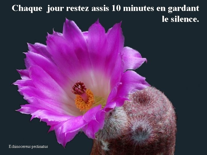 Chaque jour restez assis 10 minutes en gardant le silence. Echinocereus pectinatus 