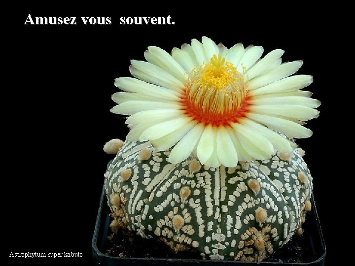 Amusez vous souvent. Astrophytum super kabuto 