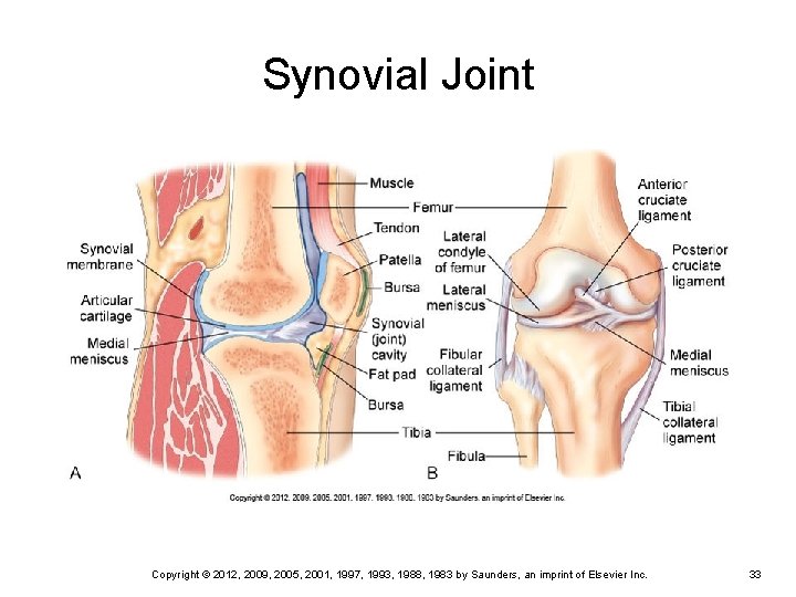 Synovial Joint Copyright © 2012, 2009, 2005, 2001, 1997, 1993, 1988, 1983 by Saunders, Synovial Joint Copyright © 2012, 2009, 2005, 2001, 1997, 1993, 1988, 1983 by Saunders,