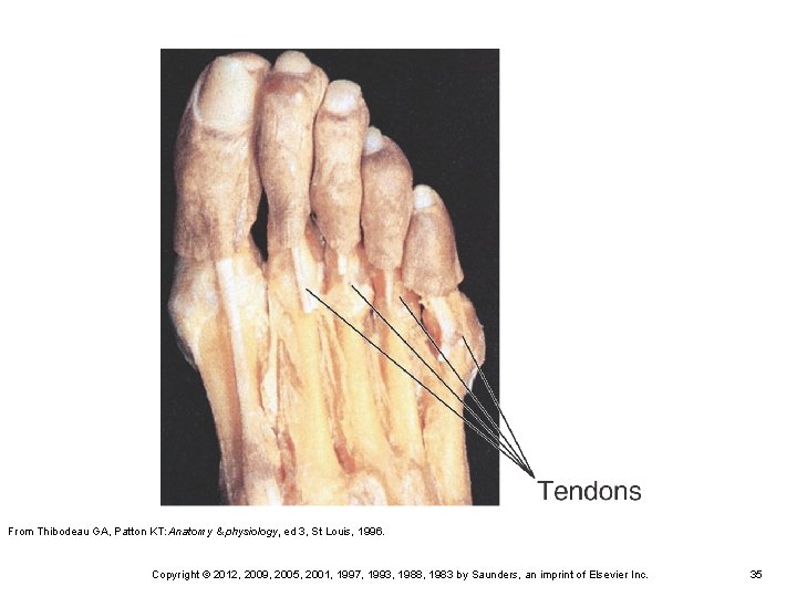 From Thibodeau GA, Patton KT: Anatomy & physiology, ed 3, St Louis, 1996. Copyright From Thibodeau GA, Patton KT: Anatomy & physiology, ed 3, St Louis, 1996. Copyright