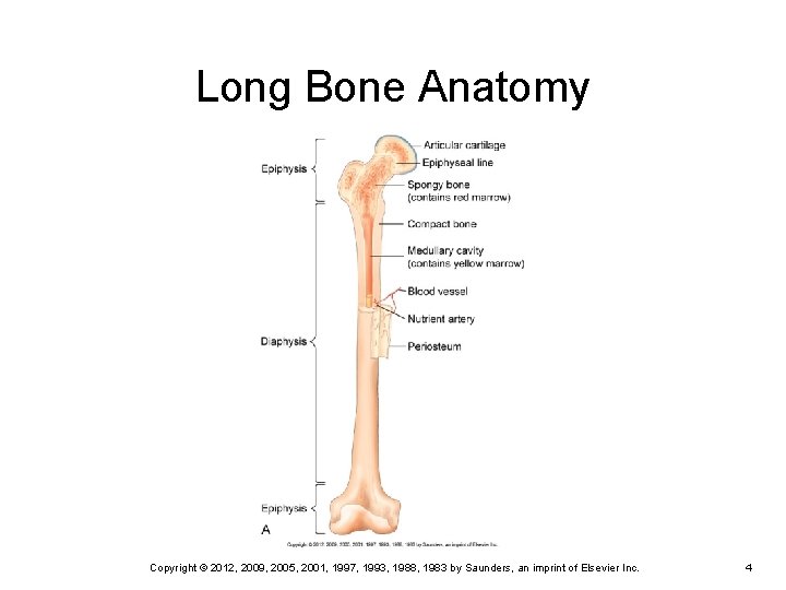 Long Bone Anatomy Copyright © 2012, 2009, 2005, 2001, 1997, 1993, 1988, 1983 by Long Bone Anatomy Copyright © 2012, 2009, 2005, 2001, 1997, 1993, 1988, 1983 by
