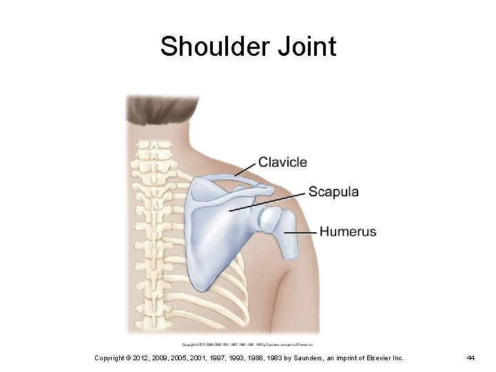 Shoulder Joint Copyright © 2012, 2009, 2005, 2001, 1997, 1993, 1988, 1983 by Saunders, Shoulder Joint Copyright © 2012, 2009, 2005, 2001, 1997, 1993, 1988, 1983 by Saunders,