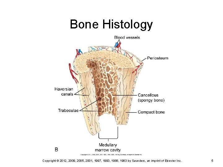 Bone Histology Copyright © 2012, 2009, 2005, 2001, 1997, 1993, 1988, 1983 by Saunders, Bone Histology Copyright © 2012, 2009, 2005, 2001, 1997, 1993, 1988, 1983 by Saunders,