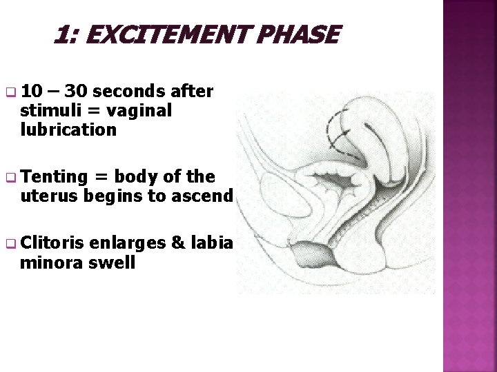 1: EXCITEMENT PHASE q 10 – 30 seconds after stimuli = vaginal lubrication q