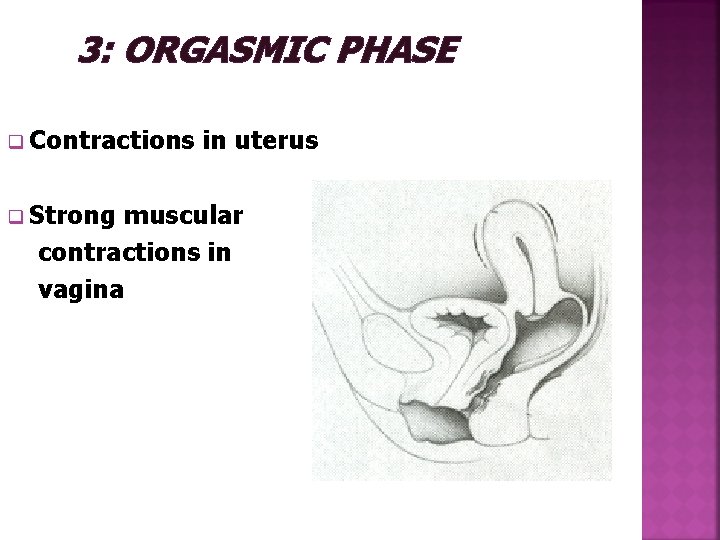  3: ORGASMIC PHASE q Contractions in uterus q Strong muscular contractions in vagina