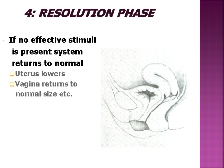  4: RESOLUTION PHASE If no effective stimuli is present system returns to normal