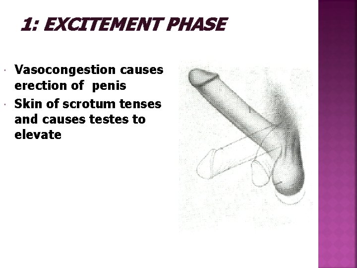 1: EXCITEMENT PHASE Vasocongestion causes erection of penis Skin of scrotum tenses and causes