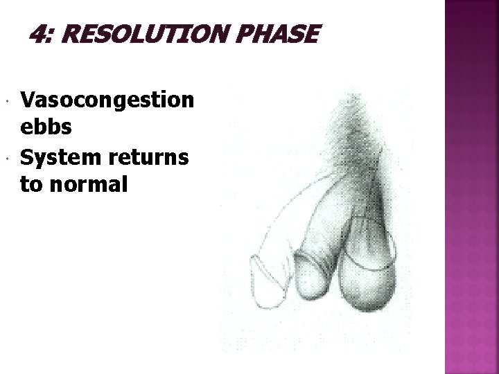 4: RESOLUTION PHASE Vasocongestion ebbs System returns to normal 