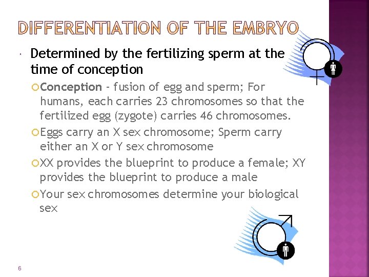  Determined by the fertilizing sperm at the time of conception Conception – fusion