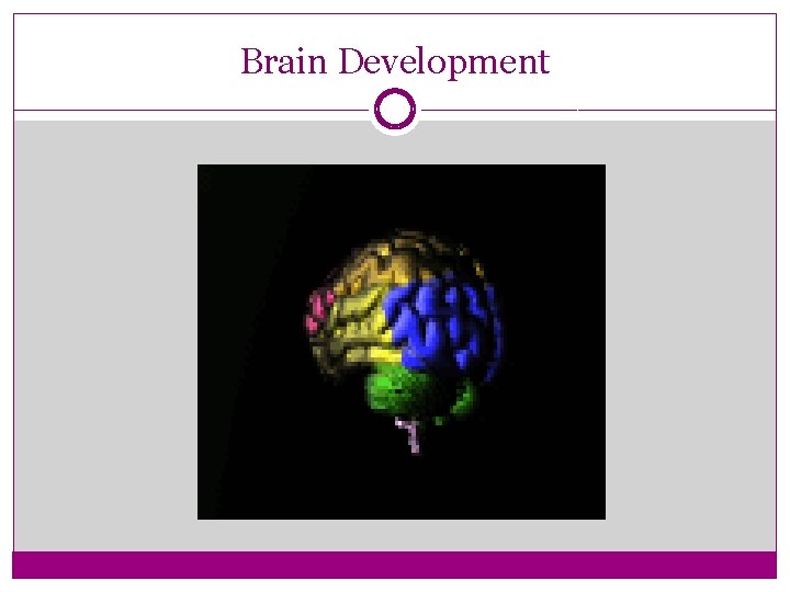 Brain Development 