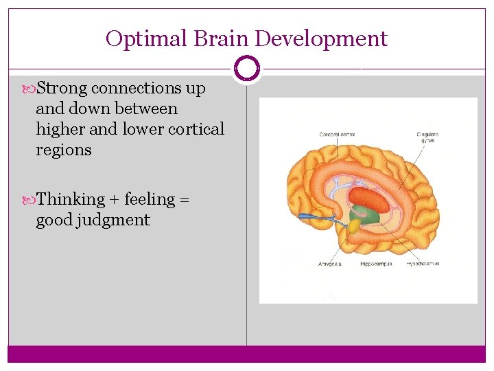 Optimal Brain Development Strong connections up and down between higher and lower cortical regions