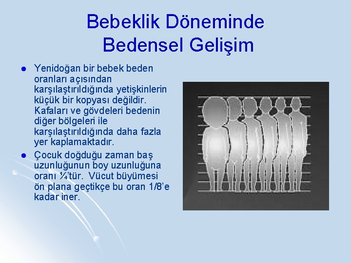 Bebeklik Döneminde Bedensel Gelişim l l Yenidoğan bir bebek beden oranları açısından karşılaştırıldığında yetişkinlerin