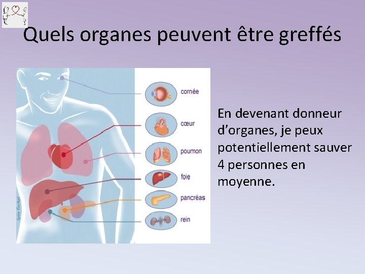 Quels organes peuvent être greffés En devenant donneur d’organes, je peux potentiellement sauver 4