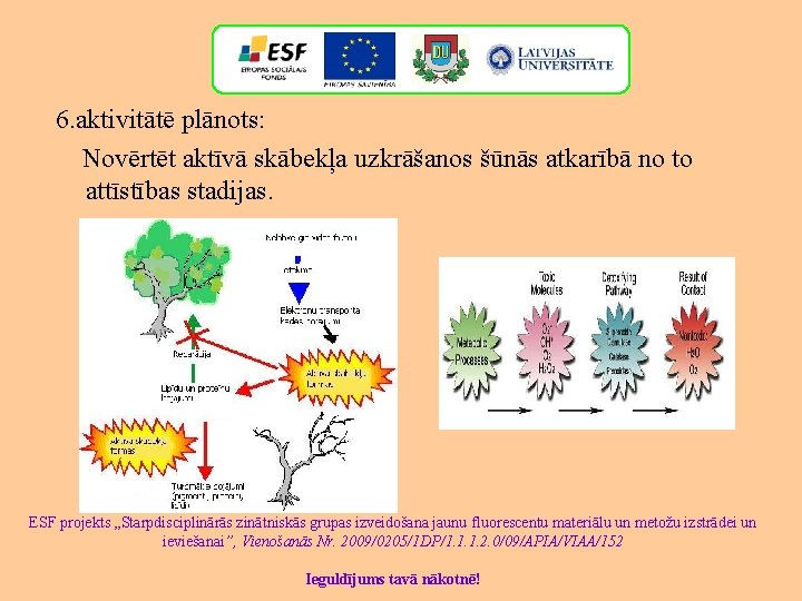 6. aktivitātē plānots: Novērtēt aktīvā skābekļa uzkrāšanos šūnās atkarībā no to attīstības stadijas. ESF