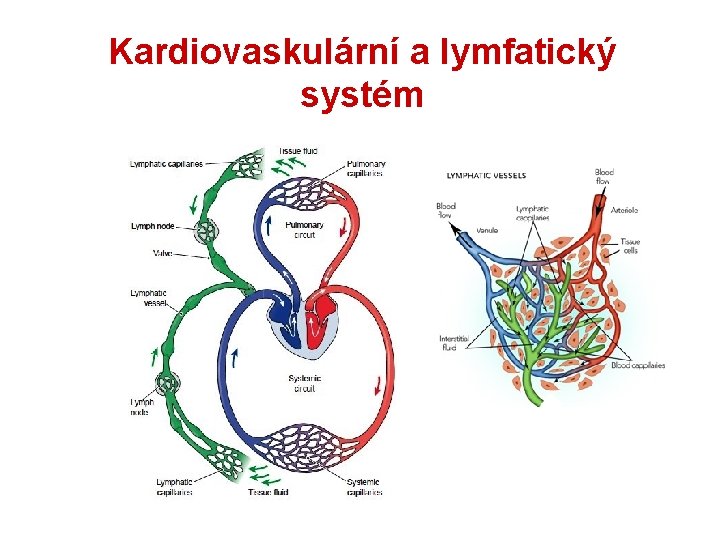 Kardiovaskulární a lymfatický systém 