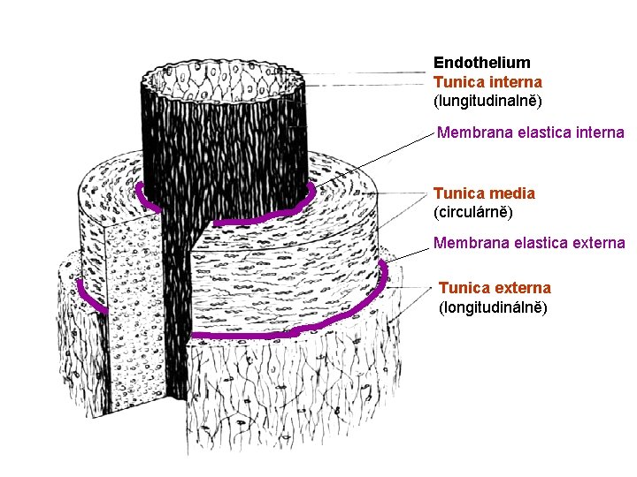 Endothelium Tunica interna (lungitudinalně) Membrana elastica interna Tunica media (circulárně) Membrana elastica externa Tunica