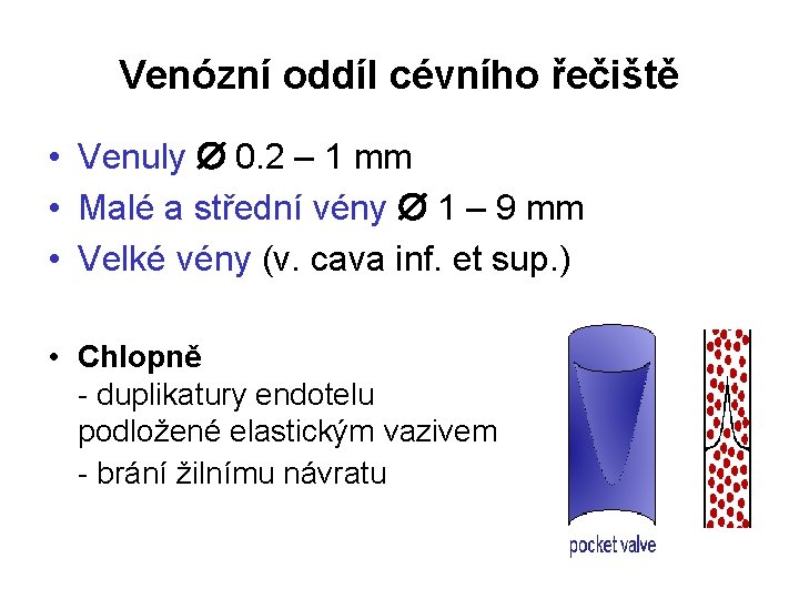 Venózní oddíl cévního řečiště • Venuly 0. 2 – 1 mm • Malé a